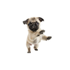 Obraz premium Cute Playful Puppy with an Expressive Face and Bright Eyes