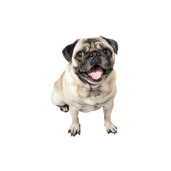 Obraz premium Playful Pug with a Happy Expression on a White Background