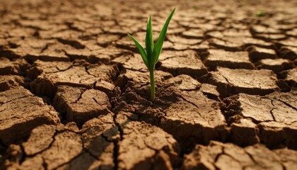 Lone plant grows in cracked desert soil