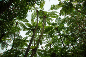 奄美大島の森, ヒカゲヘゴの森、世界自然遺産の森, 自然, 