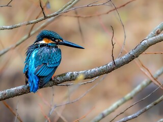 森の中で枝に留まって周りを見渡しているカワセミの雄