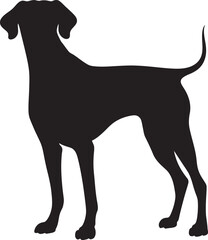 Sloughi Silhouette Vector Illustration White Background