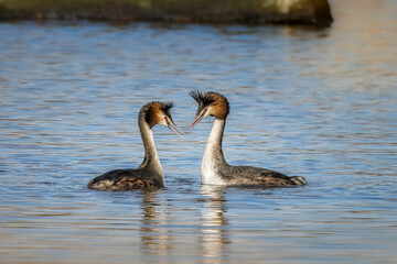 Great crested grebe in a little lake in Bourges, France at a sunny day sin spring.