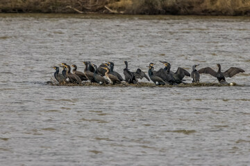 Great black cormorants in a little lake next to Bourges in France at a sunny day in spring.