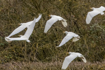 A swarm of cattle egrets flying above a wet meadow next to Bourges in France at a sunny day in spring.