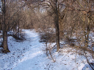 Landscape of a bare winter Dnieper forest on a soft white blanket of snow crisscrossed by numerous trampled trails of travelers.