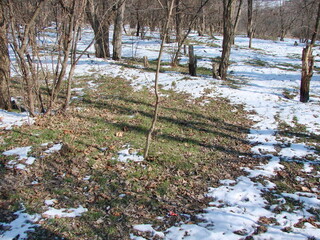 Pleasant encounter with fresh green grass at the foot of forest trees freeing themselves from snow captivity under the warm rays of the sun at the end of winter.
