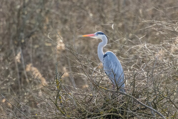 Common grey heron at a lake in Bourges, France at a cloudy day in spring.