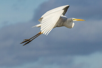 Great egret flying above a wet meadow at a sunny day in spring.
