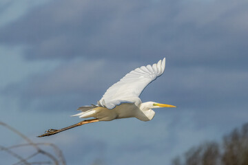 Great egret flying above a wet meadow at a sunny day in spring.