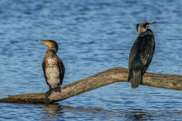 Great black cormorants in a little lake next to Bourges in France at a sunny day in spring.