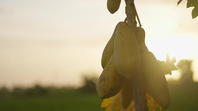 Discover the lush abundance as a papaya tree in l, proudly displays green and orange papayas, embodying the rich diversity and tropical allure of this unique landscape.