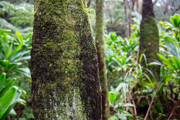 奄美大島の森, ヒカゲヘゴの森、世界自然遺産の森, 自然, 、ヒカゲヘゴ