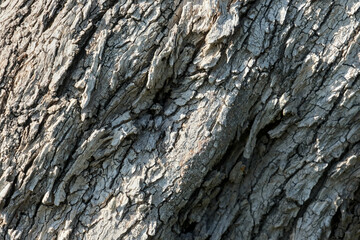 A close-up of tree bark with intricate textures and patterns, highlighting the natural beauty and complexity of tree surfaces.