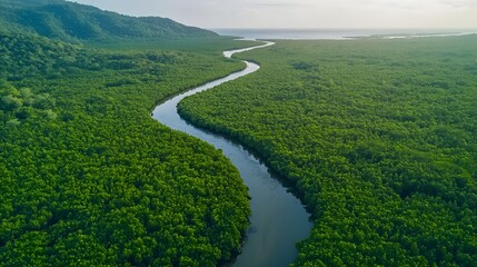 Fototapeta premium Breathtaking Aerial View of Lush Mangrove Forest and Meandering River in Natural Landscape
