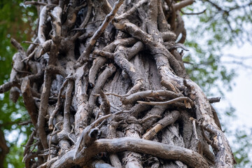 tree roots in the forest