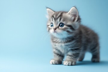 Cute gray kitten with blue eyes standing on a light blue background looking curiously