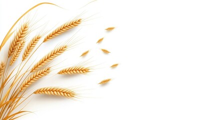 Obraz premium Golden Wheat Ears on White Background for Agricultural Themes