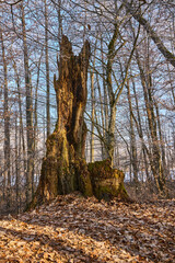 Pień starego dębu ginący w naturalnym środowisku © Zbigniew