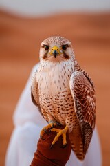 Obraz premium Falcon perched on gloved hand in desert setting