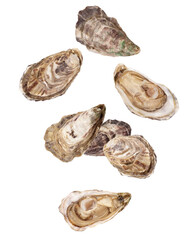 Falling Oyster isolated on white background, full depth of field