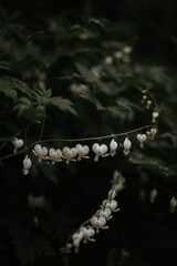 White small flowers on the green background. Dicentra. heart flowers.