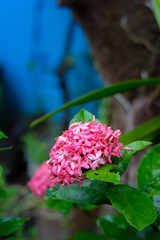 A close-up photo of pink Ixora flowers with fresh water droplets. The bright pink petals stand out...