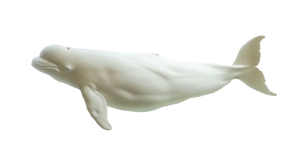  Isolated Beluga Whale On Black Background. Gentle Marine Mammal For Your Design Or Illustration Project.