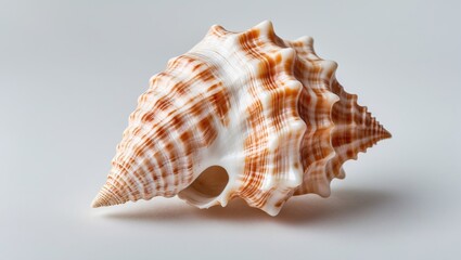 Beautifully Detailed Seashell Isolated on Soft White Background Ideal for Creative Design and Text Space