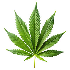 cannabis leaf on white background