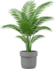 Obraz premium Lush Green Kentia Palm Plant in Gray Pot Indoor Foliage Home Decor