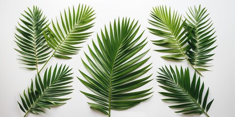 Vibrant Tropical Palm Leaves Isolated on White Background Ideal for Natural Health and Wellness Themes with Space for Text and Design