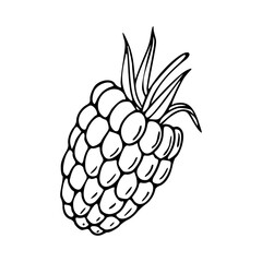 Obraz premium outline drawing of a fresh raspberry for coloring pages
