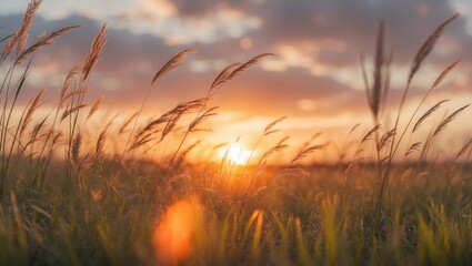 Obraz premium Golden Sunset Over Gentle Swaying Grass Capturing Nature's Serenity and Beauty in a Tranquil Landscape Scene.