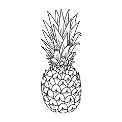 Obraz premium outline drawing of a fresh pineapple for coloring pages