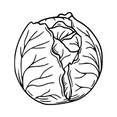outline drawing of a fresh cabbage for coloring pages