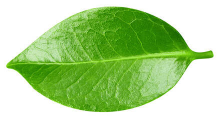 leaf isolated on white background