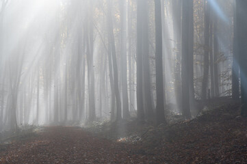 Sunbeams in fog in an autumn forest