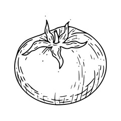 vector illustration of a fresh tomato for vegetables design