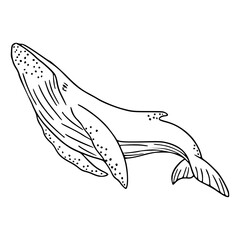 sketch of whale