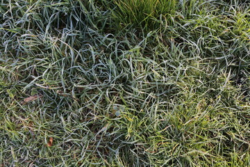 Herbe givrée avec la rosée du matin