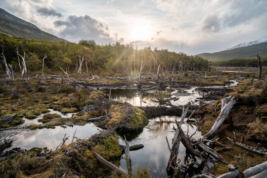 Beaver dam system in Ushuaia. dams blocking rivers in Patagonia.