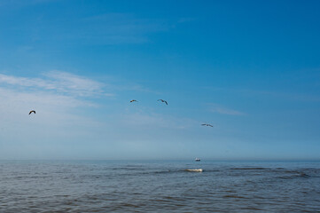 Birds flying over the sea in the blue sky