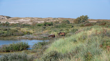 Wild horses at a small lake in a dune landscape © Claudia Evans 