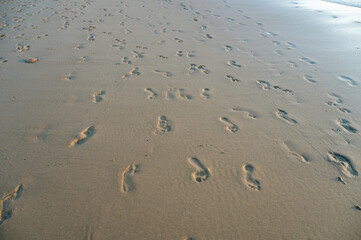 Footprints in the sand by the sea, in the evening light