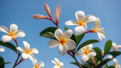 Naklejka premium Vibrant Plumeria Flowers Blooming Against a Clear Blue Sky Showcasing Nature's Beauty and Tropical Serenity
