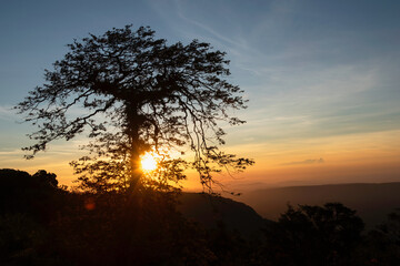 sunset with silhouette tree  in the forest
