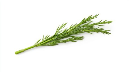 Fresh Green Herb Sprig with Fine Leaves on White Background