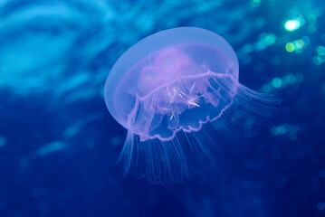 Aurelia aurita - Moon jellyfish - Red Sea - Egypt