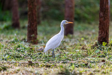 Quiet moment: Egret feeds among the trees